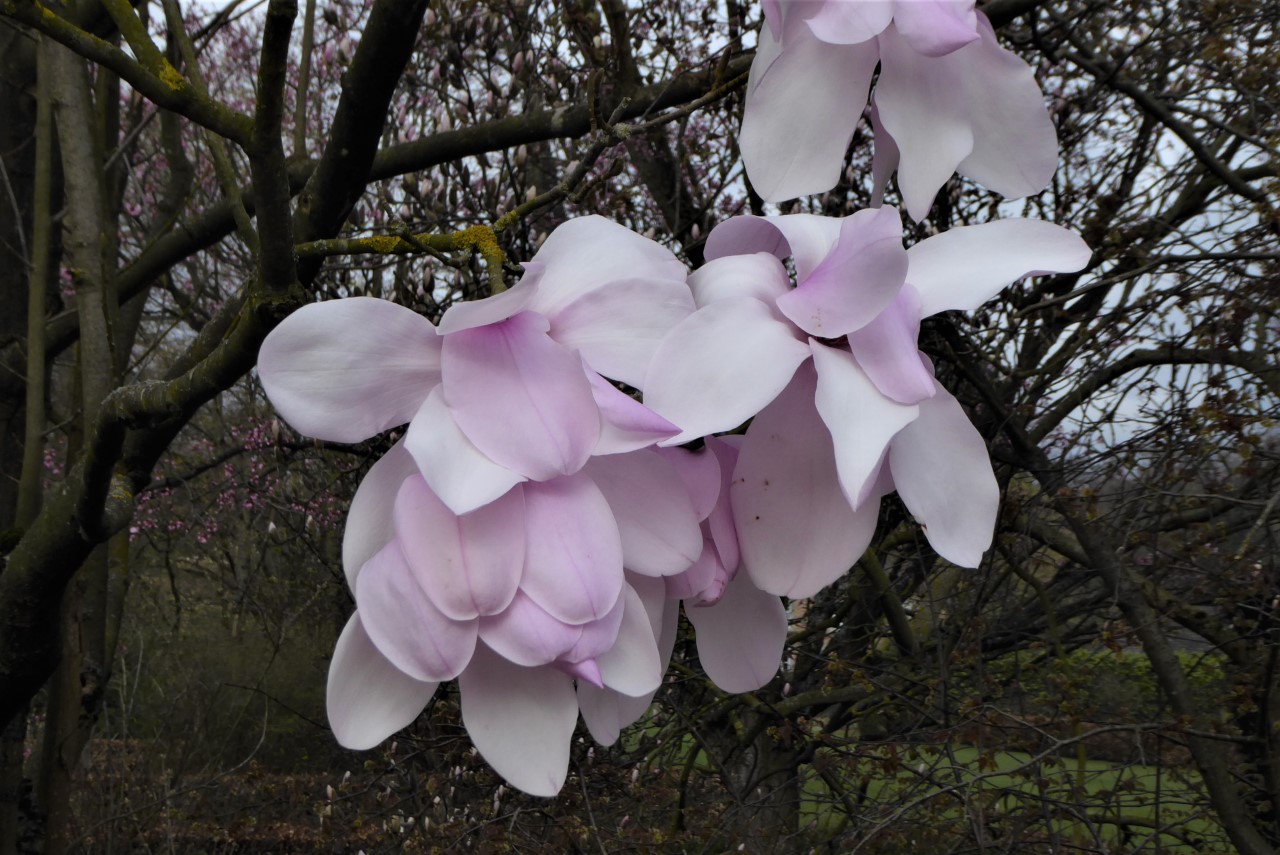 magnolia dawsoniana